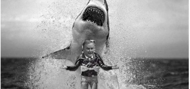 Albo Jumps The Shark